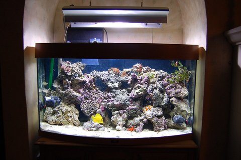 Rated #1: 40 Gallons Saltwater Fish Tank - Latest Picture of my Reef setup Rated #1: 40 Gallons Saltwater Fish Tank - Latest Picture of my Reef setup