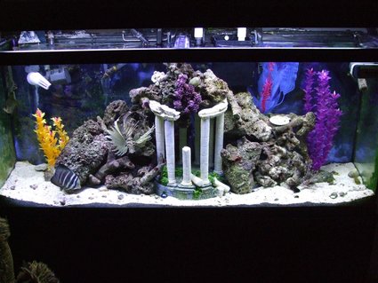 Rated #60: 55 Gallons Saltwater Fish Tank - NFO Rated #60: 55 Gallons Saltwater Fish Tank - NFO