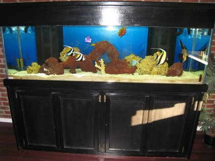 Rated #79: 125 Gallons Saltwater Fish Tank - my 125 Rated #79: 125 Gallons Saltwater Fish Tank - my 125
