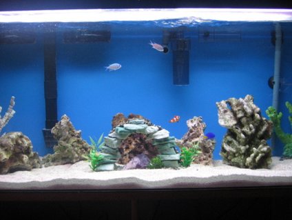 Rated #57: 60 Gallons Saltwater Fish Tank - 20 lbs of indonesian live rock, 5 lbs of premium fiji live rock, 2 fake corals and a regular painted rock. Fish: 3 yellow tail damsels, 2 clowns and 2 green something. Rated #57: 60 Gallons Saltwater Fish Tank - 20 lbs of indonesian live rock, 5 lbs of premium fiji live rock, 2 fake corals and a regular painted rock. Fish: 3 yellow tail damsels, 2 clowns and 2 green something.