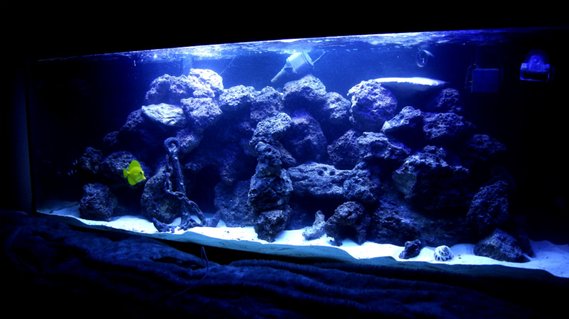 Rated #4: 100 Gallons Saltwater Fish Tank - 100 gallon reef tank. corals consist of mushrooms, buttons, leathers, hammer corals, and some other that i am not sure of but are in there. Rated #4: 100 Gallons Saltwater Fish Tank - 100 gallon reef tank. corals consist of mushrooms, buttons, leathers, hammer corals, and some other that i am not sure of but are in there.