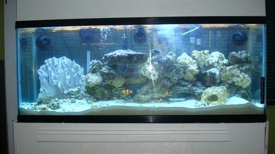 Rated #5: 55 Gallons Saltwater Fish Tank - My 55 gallon with 300 watt power compact lights, fluval 405 filter, 3 hydor coralia powerheads, 3 clowns and dragon wrasse Rated #5: 55 Gallons Saltwater Fish Tank - My 55 gallon with 300 watt power compact lights, fluval 405 filter, 3 hydor coralia powerheads, 3 clowns and dragon wrasse