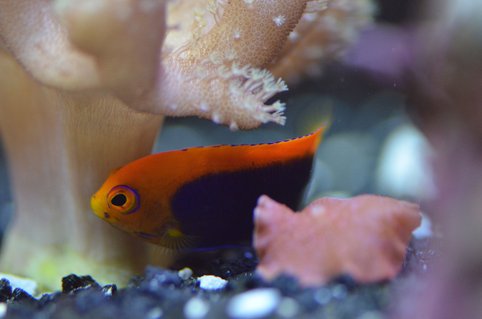 Rated #4: 29 Gallons Saltwater Fish Tank - Flameback Angel Rated #4: 29 Gallons Saltwater Fish Tank - Flameback Angel