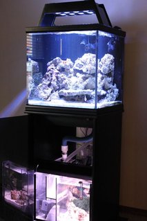 Rated #7: 35 Gallons Saltwater Fish Tank - front view Rated #7: 35 Gallons Saltwater Fish Tank - front view