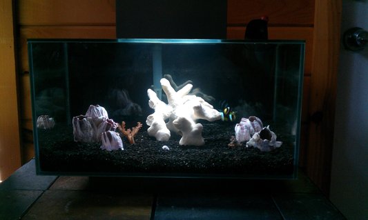 Rated #18: 6 Gallons Saltwater Fish Tank - 6g Salt
2 black sebae clowns
2 kenya trees
1 cleaner shrimp Rated #18: 6 Gallons Saltwater Fish Tank - 6g Salt
2 black sebae clowns
2 kenya trees
1 cleaner shrimp
