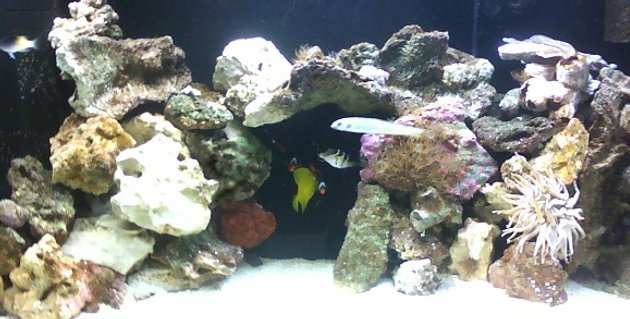 Rated #12: 75 Gallons Saltwater Fish Tank - 75 flatback hex Rated #12: 75 Gallons Saltwater Fish Tank - 75 flatback hex