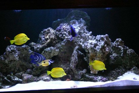 Rated #9: 190 Gallons Saltwater Fish Tank - 190 Rated #9: 190 Gallons Saltwater Fish Tank - 190