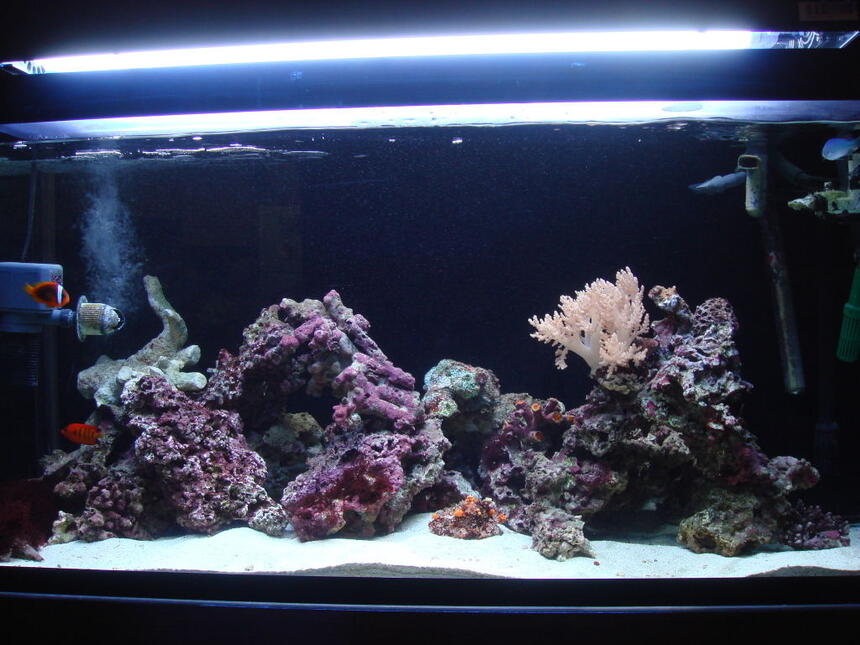 Rated #70: 85 Gallons Saltwater Fish Tank - 85 gallon bought it here in japan, SUMP sits on top of tank very unique. Rated #70: 85 Gallons Saltwater Fish Tank - 85 gallon bought it here in japan, SUMP sits on top of tank very unique.