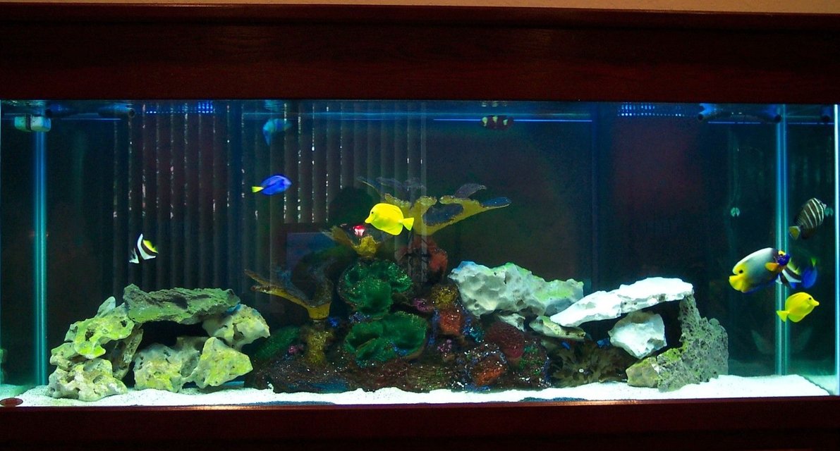Rated #12: 150 Gallons Saltwater Fish Tank - My 150 Gallon Salt Water (Fish Only) tank. Rated #12: 150 Gallons Saltwater Fish Tank - My 150 Gallon Salt Water (Fish Only) tank.