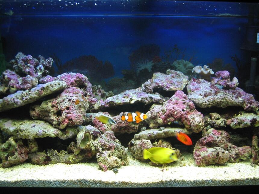Rated #96: 75 Gallons Saltwater Fish Tank - Tank Full View Rated #96: 75 Gallons Saltwater Fish Tank - Tank Full View