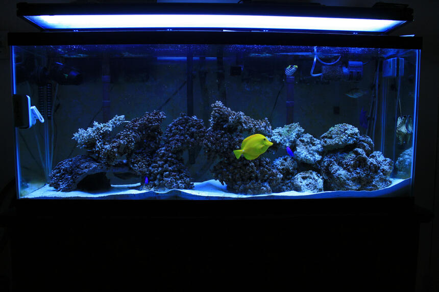 Rated #27: 100 Gallons Saltwater Fish Tank - my new tank Rated #27: 100 Gallons Saltwater Fish Tank - my new tank