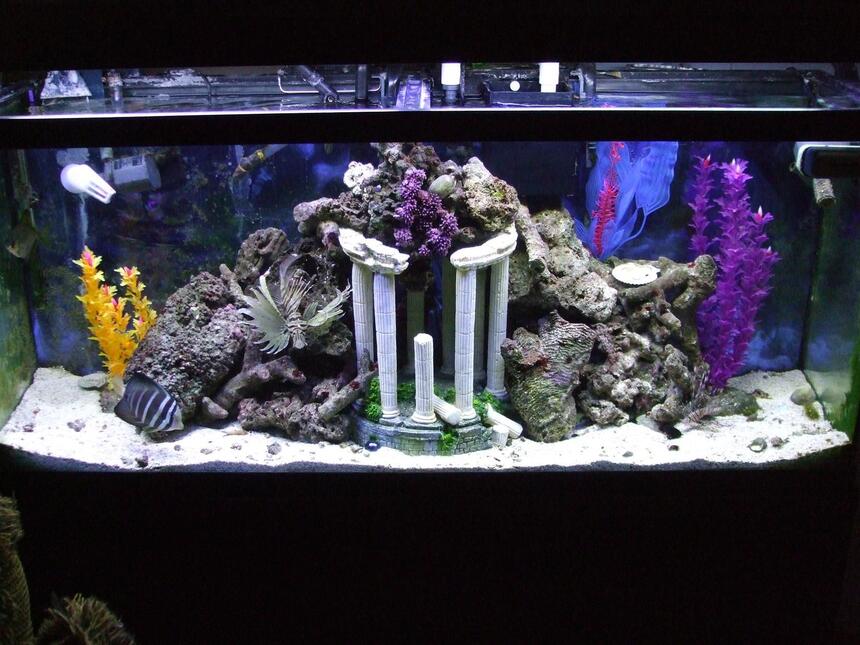 Rated #60: 55 Gallons Saltwater Fish Tank - NFO Rated #60: 55 Gallons Saltwater Fish Tank - NFO