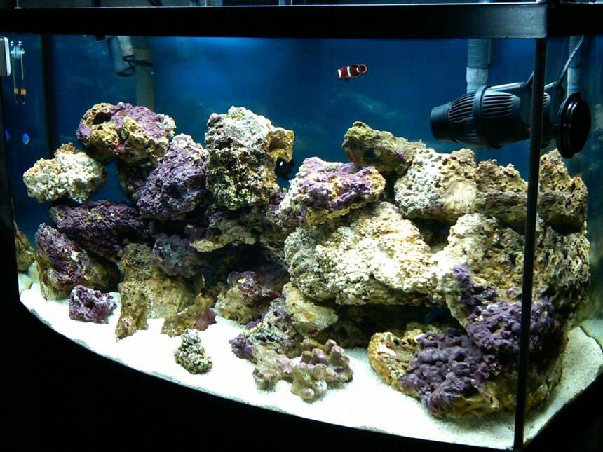 Rated #48: 50 Gallons Saltwater Fish Tank - my 3 month old 50 gallon bowfront Rated #48: 50 Gallons Saltwater Fish Tank - my 3 month old 50 gallon bowfront