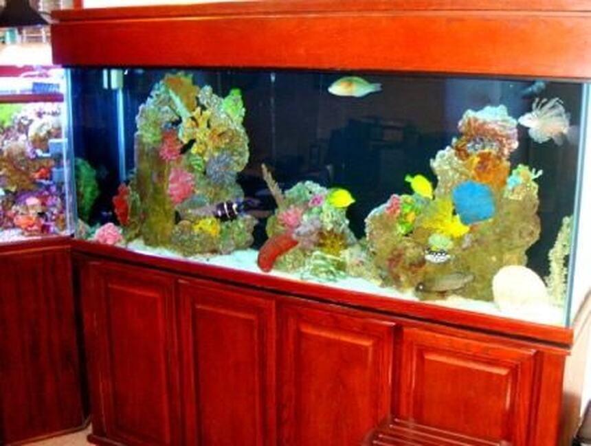 Rated #9: 150 Gallons Saltwater Fish Tank - Tank Closeup Rated #9: 150 Gallons Saltwater Fish Tank - Tank Closeup