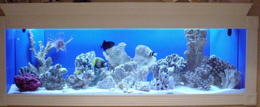 Rated #7: 150 Gallons Saltwater Fish Tank - 150 Gallon FOWLR In Wall Saltwater Tank Rated #7: 150 Gallons Saltwater Fish Tank - 150 Gallon FOWLR In Wall Saltwater Tank