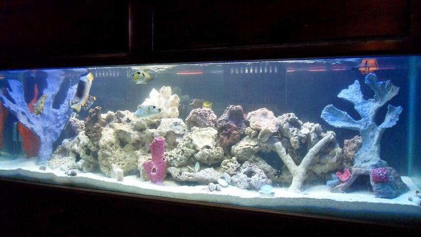 Rated #77: 125 Gallons Saltwater Fish Tank - my 125 fish tank with 45 gallon sump Rated #77: 125 Gallons Saltwater Fish Tank - my 125 fish tank with 45 gallon sump