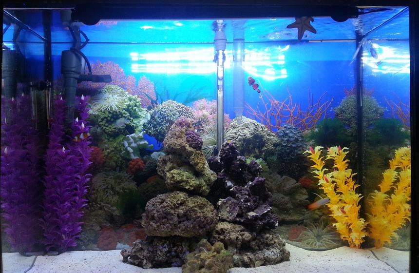 Rated #9: 37 Gallons Saltwater Fish Tank - Marineland 37 gal and stand
Marineland stock LED hood white/lunar light up to 30\\\"
Added Marineland 21\\\" Hidden LED light
Added Glofish 6\\\" Blue LED
Fluval 70 HOB filter (bio removed)
Marineland 400 powerhead
Fish: 2 clowns, 2 blue chromis, 1 firefish, 1 court jester goby, 1 yellow clown goby, 1 lawnmower blenny, 1 chocolate chip starfish, 1 sand sifting starfish, 1 skunk cleaner shrimp
16 lb live rock and 20 lb live sand
30\\\"Wx22\\\"Hx12\\\"D Rated #9: 37 Gallons Saltwater Fish Tank - Marineland 37 gal and stand
Marineland stock LED hood white/lunar light up to 30\"
Added Marineland 21\" Hidden LED light
Added Glofish 6\" Blue LED
Fluval 70 HOB filter (bio removed)
Marineland 400 powerhead
Fish: 2 clowns, 2 blue chromis, 1 firefish, 1 court jester goby, 1 yellow clown goby, 1 lawnmower blenny, 1 chocolate chip starfish, 1 sand sifting starfish, 1 skunk cleaner shrimp
16 lb live rock and 20 lb live sand
30\"Wx22\"Hx12\"D