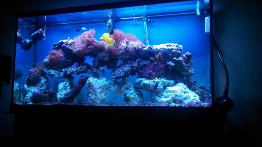 Rated #7: 60 Gallons Saltwater Fish Tank - Just the fish Rated #7: 60 Gallons Saltwater Fish Tank - Just the fish