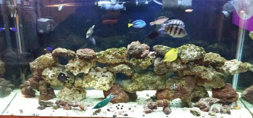 Rated #6: 90 Gallons Saltwater Fish Tank Rated #6: 90 Gallons Saltwater Fish Tank