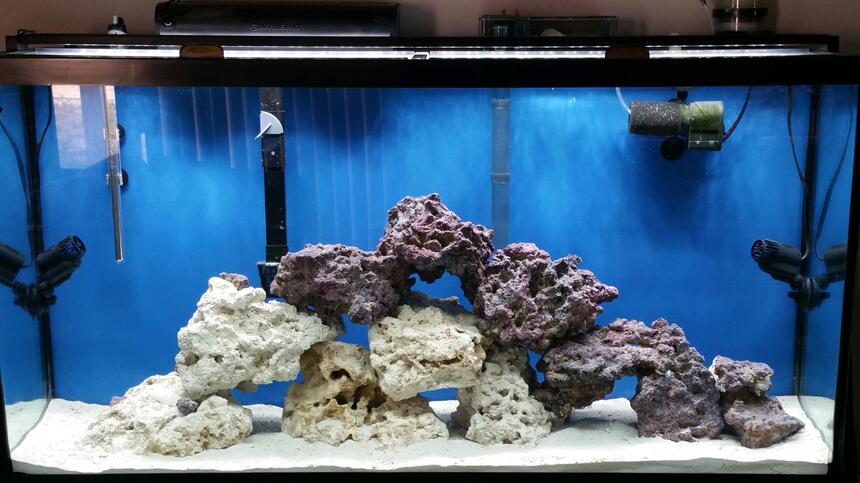 Rated #3: 50 Gallons Saltwater Fish Tank - Fowlr tank Rated #3: 50 Gallons Saltwater Fish Tank - Fowlr tank