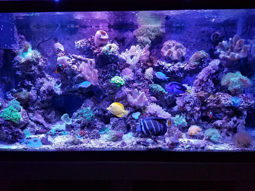 Rated #1: 90 Gallons Saltwater Fish Tank - Fishhhhhy Rated #1: 90 Gallons Saltwater Fish Tank - Fishhhhhy