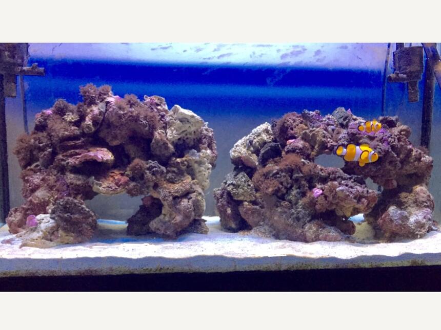 Rated #6: 46 Gallons Saltwater Fish Tank - My 2 clowns Rated #6: 46 Gallons Saltwater Fish Tank - My 2 clowns