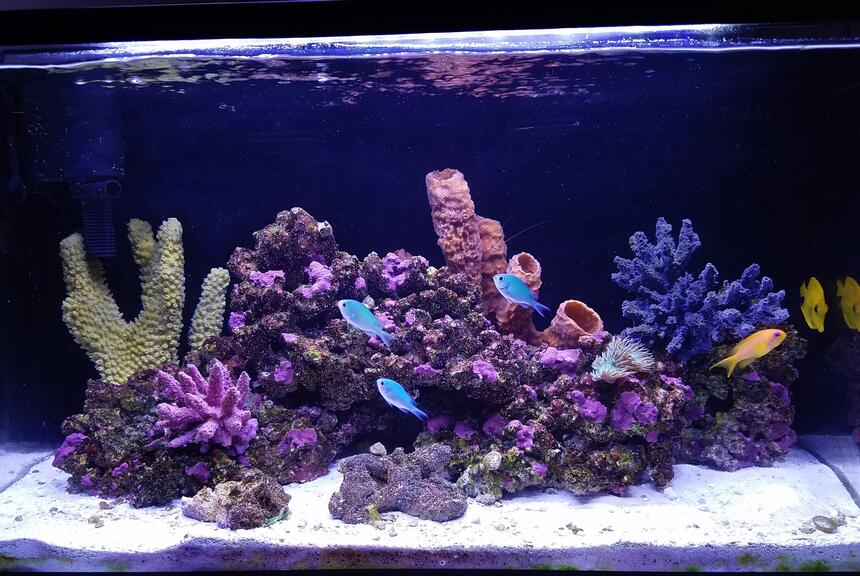 Rated #36: 20 Gallons Saltwater Fish Tank - My post hurricane Irma tank Rated #36: 20 Gallons Saltwater Fish Tank - My post hurricane Irma tank