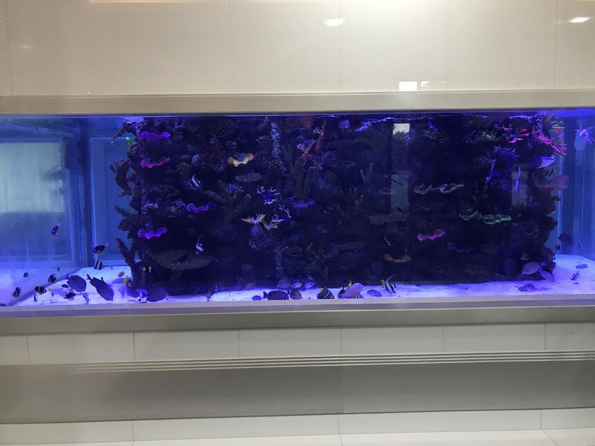 Rated #7: 5000 Gallons Saltwater Fish Tank - 5000 gallon saltwater tank with artificial reef Rated #7: 5000 Gallons Saltwater Fish Tank - 5000 gallon saltwater tank with artificial reef