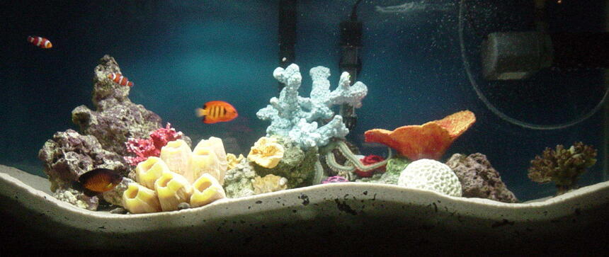 Rated #81: 35 Gallons Saltwater Fish Tank - my 35 gallon fish only with live rock Rated #81: 35 Gallons Saltwater Fish Tank - my 35 gallon fish only with live rock