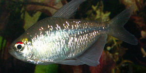 Diamond Tetra