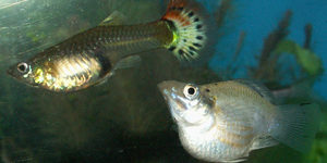 Guppy and White Balloon Molly