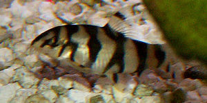Salween Loach