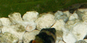 BumbleBee Goby
