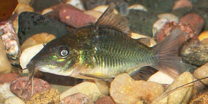 Emerald Cory