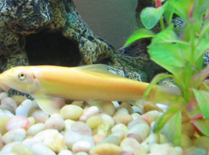 freshwater fish - gyrinocheilos aymonieri - gold algae eater - I have a 55 Gallon Freshwater Tank... I have 1 Neon Tetra (19 died), 3 Black Skirt Tetras, 3 Gold Algae Eaters, 1 Gold Snail, and 1 Blue Gourami... I'll be tossing in a Piranha soon... just kiddin! freshwater fish - gyrinocheilos aymonieri - gold algae eater - I have a 55 Gallon Freshwater Tank... I have 1 Neon Tetra (19 died), 3 Black Skirt Tetras, 3 Gold Algae Eaters, 1 Gold Snail, and 1 Blue Gourami... I'll be tossing in a Piranha soon... just kiddin!