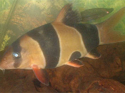 freshwater fish - botia macracantha - clown loach stocking in 110 gallons tank - My 6" fat Clown loach. freshwater fish - botia macracantha - clown loach stocking in 110 gallons tank - My 6" fat Clown loach.