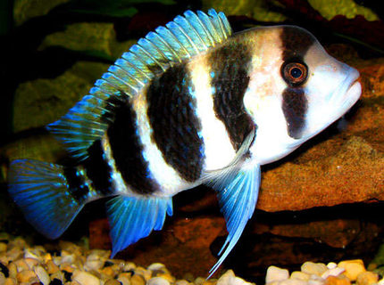 Rated #4: Freshwater Fish - Cyphotilapia Frontosa - Frontosa Cichlid Stocking In 55 Gallons Tank - Adolescent Frontosa curiously examining my camera. Rated #4: Freshwater Fish - Cyphotilapia Frontosa - Frontosa Cichlid Stocking In 55 Gallons Tank - Adolescent Frontosa curiously examining my camera.