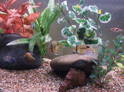 freshwater fish - cleithracara maronii - keyhole cichlid stocking in 50 gallons tank - Keyhole Cichlid Pair
Black Widow Tetras
Harlequin Rasboras
Snail freshwater fish - cleithracara maronii - keyhole cichlid stocking in 50 gallons tank - Keyhole Cichlid Pair
Black Widow Tetras
Harlequin Rasboras
Snail