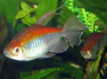 freshwater fish - phenacogrammus interruptus - congo tetra stocking in 75 gallons tank - Congo Tetras freshwater fish - phenacogrammus interruptus - congo tetra stocking in 75 gallons tank - Congo Tetras