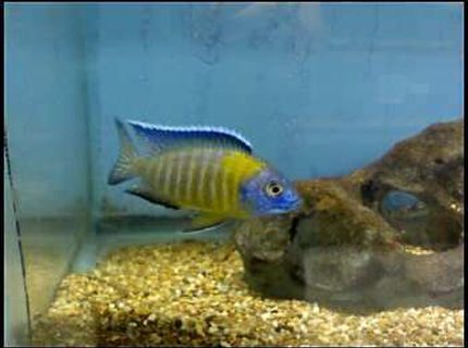 freshwater fish - aulonocara baenschi - sunshine peacock stocking in 46 gallons tank - Peacock freshwater fish - aulonocara baenschi - sunshine peacock stocking in 46 gallons tank - Peacock