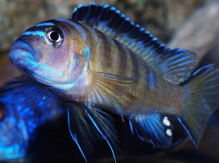 Rated #1: Freshwater Fish - Pseudotropheus Elongatus Stocking In 87 Gallons Tank - My gorgeous male Usisya Elongatus Rated #1: Freshwater Fish - Pseudotropheus Elongatus Stocking In 87 Gallons Tank - My gorgeous male Usisya Elongatus