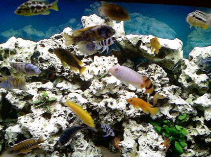 freshwater fish - botia macracantha - clown loach stocking in 66 gallons tank - few months later freshwater fish - botia macracantha - clown loach stocking in 66 gallons tank - few months later