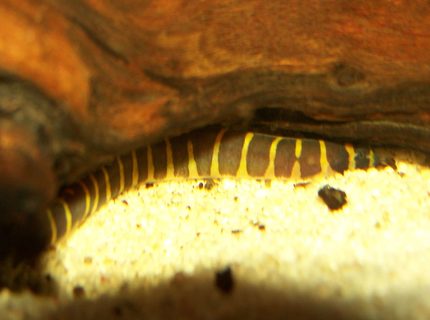 freshwater fish - pangio kuhlii - kuhlii loach stocking in 47 gallons tank - My little illusive Khuli loach which i only see once in a blue moon :)
He lived in the Juwel filter but he moved house when i filled the tank with bogwood so now he lives under the bogwood somewhere. freshwater fish - pangio kuhlii - kuhlii loach stocking in 47 gallons tank - My little illusive Khuli loach which i only see once in a blue moon :)
He lived in the Juwel filter but he moved house when i filled the tank with bogwood so now he lives under the bogwood somewhere.