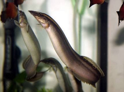 freshwater fish - macrognathus siamensis - peacock eel stocking in 33 gallons tank - here is a picture of my peacock eels and a few platys. they are swimming to the top of the tank to figure out how to get the worms in the new worm cup feeder. freshwater fish - macrognathus siamensis - peacock eel stocking in 33 gallons tank - here is a picture of my peacock eels and a few platys. they are swimming to the top of the tank to figure out how to get the worms in the new worm cup feeder.