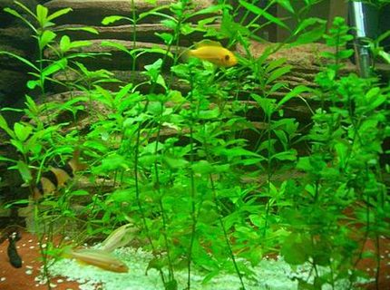 freshwater fish - botia macracantha - clown loach stocking in 140 gallons tank - LOVE MY FISH TANK I HOPE YOU LIKE IT TO freshwater fish - botia macracantha - clown loach stocking in 140 gallons tank - LOVE MY FISH TANK I HOPE YOU LIKE IT TO