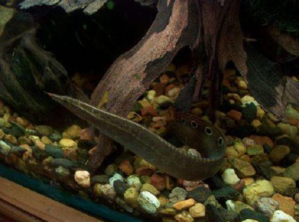 freshwater fish - macrognathus siamensis - spiny eel stocking in 50 gallons tank - spiny eel freshwater fish - macrognathus siamensis - spiny eel stocking in 50 gallons tank - spiny eel