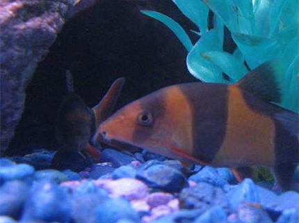 freshwater fish - botia macracantha - clown loach stocking in 55 gallons tank - Clown Loach (you can see his buddy in the background afraid of the camera) freshwater fish - botia macracantha - clown loach stocking in 55 gallons tank - Clown Loach (you can see his buddy in the background afraid of the camera)