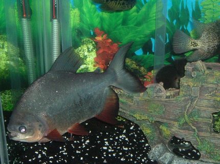 freshwater fish - piaractus brachypomum - red belly pacu stocking in 140 gallons tank - red belly pacu freshwater fish - piaractus brachypomum - red belly pacu stocking in 140 gallons tank - red belly pacu