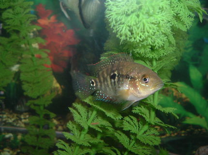 freshwater fish - thorichthys meeki - firemouth cichlid stocking in 55 gallons tank - in the day freshwater fish - thorichthys meeki - firemouth cichlid stocking in 55 gallons tank - in the day