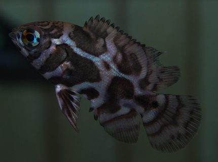 Rated #8: Freshwater Fish - Astronotus Ocellatus - Leopard Oscar Stocking In 90 Gallons Tank - my 3/4 inch leopard oscar Rated #8: Freshwater Fish - Astronotus Ocellatus - Leopard Oscar Stocking In 90 Gallons Tank - my 3/4 inch leopard oscar